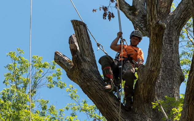 GreenForest_TreeRemoval_P2